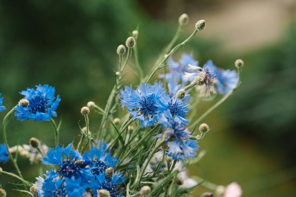 Cornflowers in blue, purple, pink, burgundy.