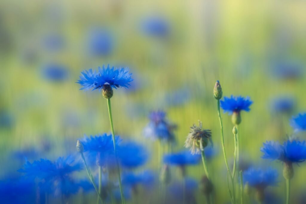 Cornflowers in blurred look