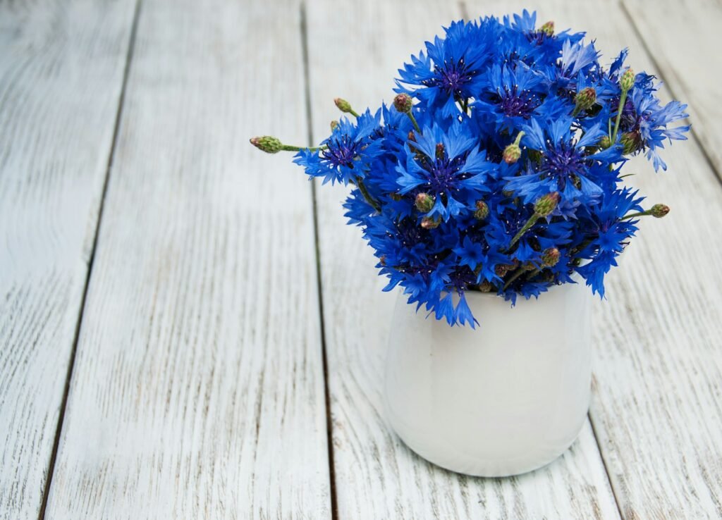 cornflowers in vase