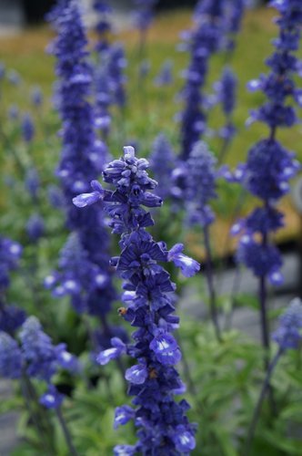 dd6e9b039bc624f259e01c715207bb4a CHUXAY GARDEN Salvia guaranitica Black and BlueAnise Scented Sage 50 Seeds Attractive Cultivar Brazilian Anise SageBlack and Blue Grows in Garden and pots