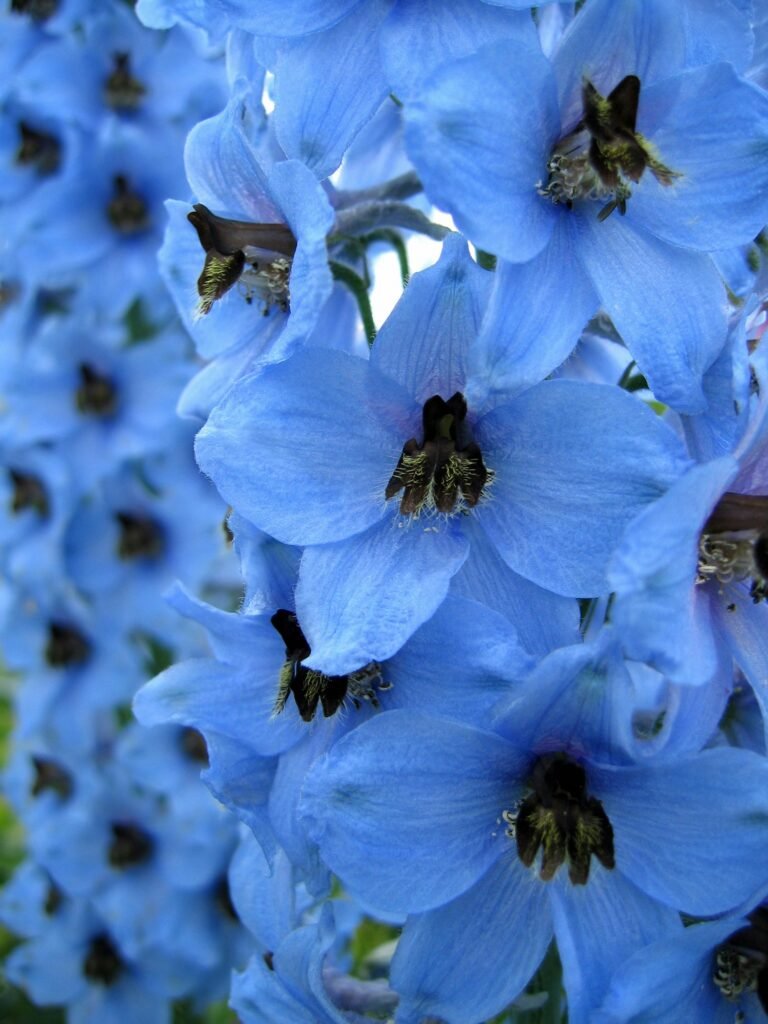 10 Blue Flowers That Will Wow Your Neighbors’ Gardens	Discover the best blue blooms that add charm and color, creating a jaw-dropping garden display!
Delphinium flower