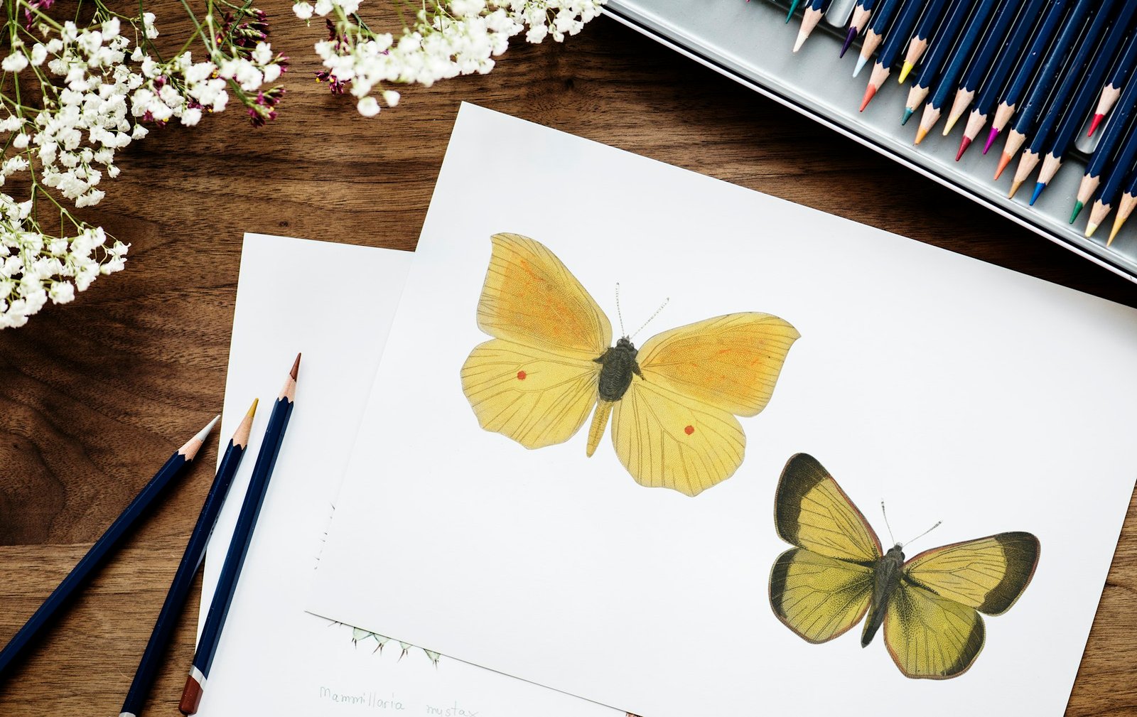 Easy Guide: How to Draw a Butterfly in 5 Ways Draw a Butterfly butterfly drawing Draw Butterfly Drawing of butterflies on a paper