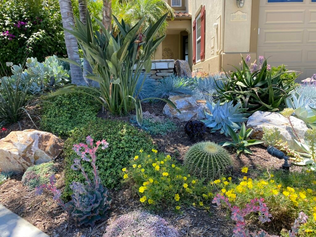 drought tolerant garden succulents , rocks and cactus uses very little water , is low maintenance