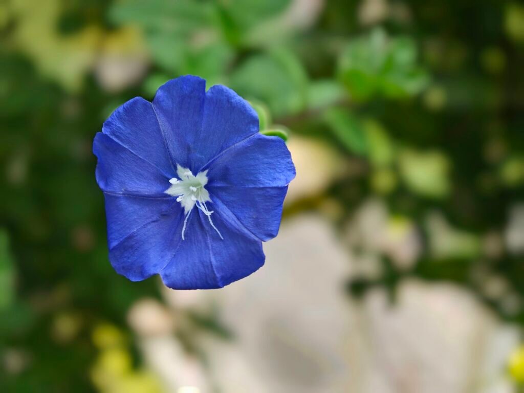 Dwarf morning-glory in a green garden setting