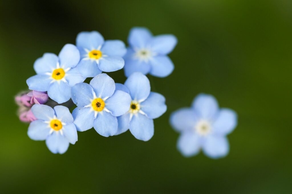 Forget me not