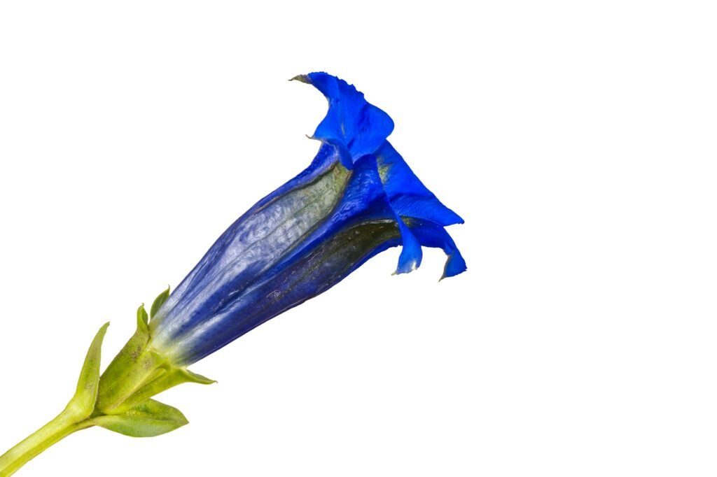 Gentiana flower on a white background