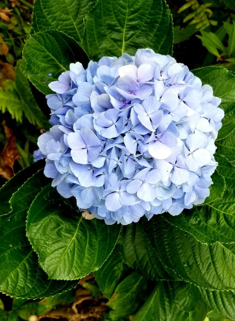 Hydrangea!