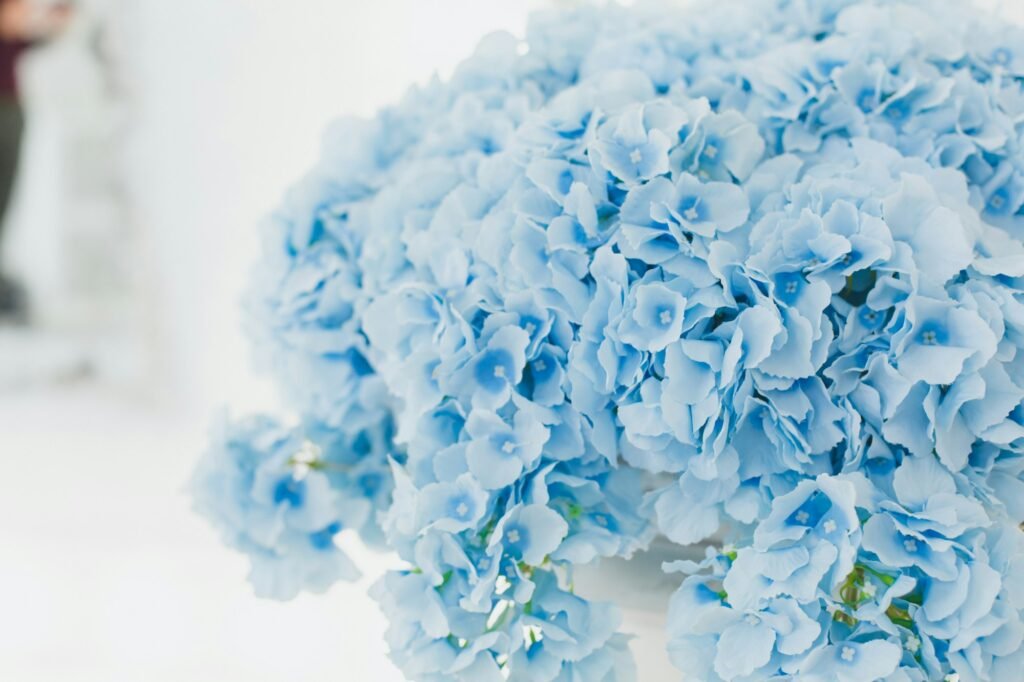 10 Blue Flowers That Will Wow Your Neighbors’ Gardens	Discover the best blue blooms that add charm and color, creating a jaw-dropping garden display!
 Hydrangea, blue