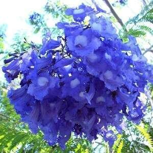 il 300x300.3767219294 1x59 Jacaranda