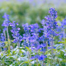 images 1 CHUXAY GARDEN Salvia guaranitica Black and BlueAnise Scented Sage 50 Seeds Attractive Cultivar Brazilian Anise SageBlack and Blue Grows in Garden and pots