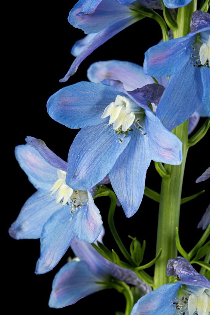 Inflorescence of blue delphinium flowers, lat. Larkspur, isolated on black background