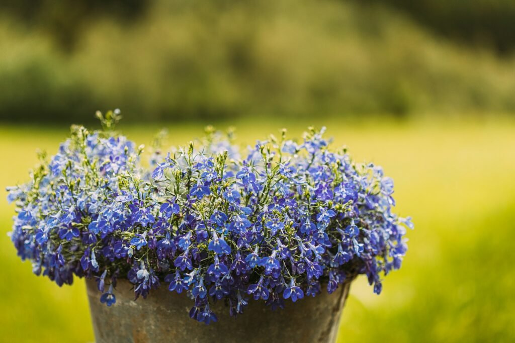 10 Blue Flowers That Will Wow Your Neighbors’ Gardens	Discover the best blue blooms that add charm and color, creating a jaw-dropping garden display! Lobelia erinus is the annual, producing masses of flowers throughout the summer and well into autumn