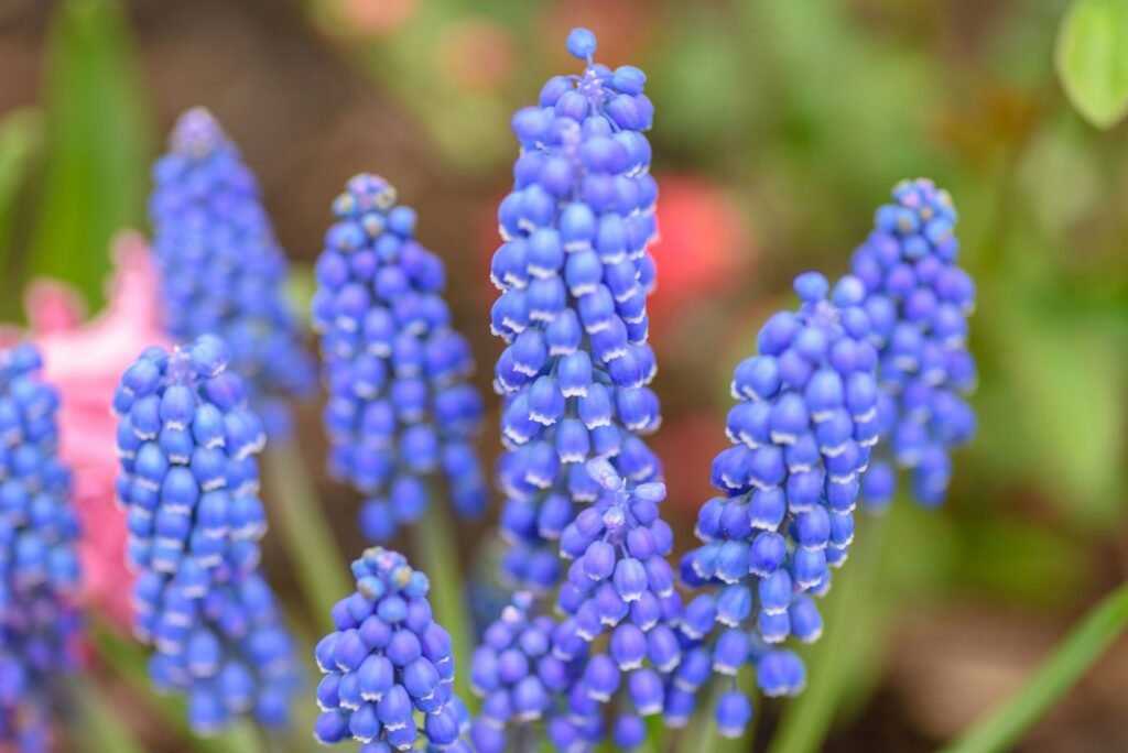 Macro closeup of grape hyacinth blooms in springtime