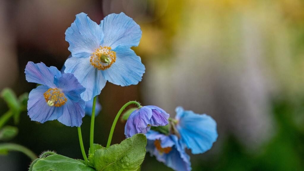 maxresdefault Himalayan Blue Poppy Seeds Meconopsis Baileyi Seeds Perennial Self Seeds Deer Rabbit Resistant Borders Flowerbeds Cottage Gardens Underplanting Shrubs 20Pcs by YEGAOL Garden