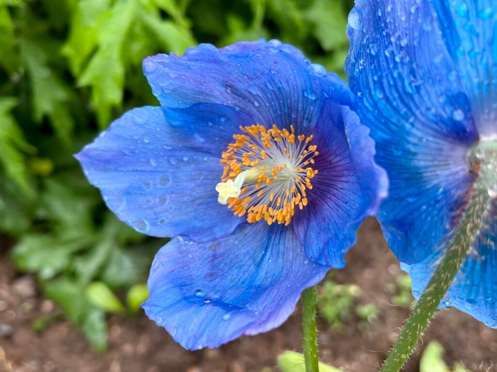 meconopsis himalayan blue poppy v0 xwgl8dqdh5ab1