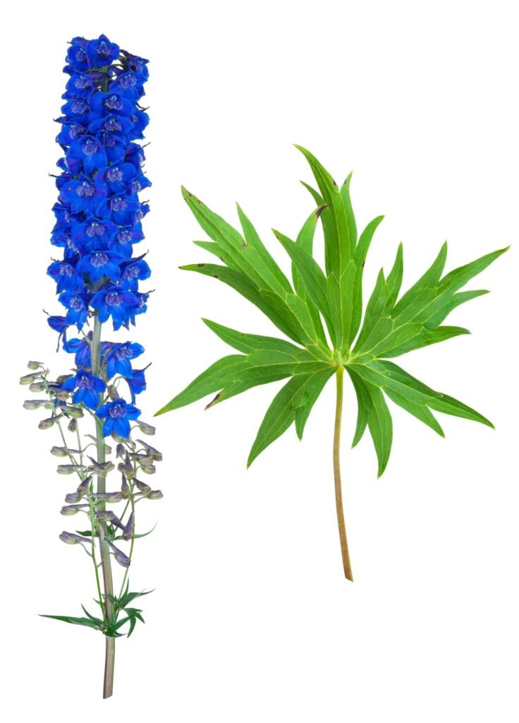 Medicinal plant: Delphinium