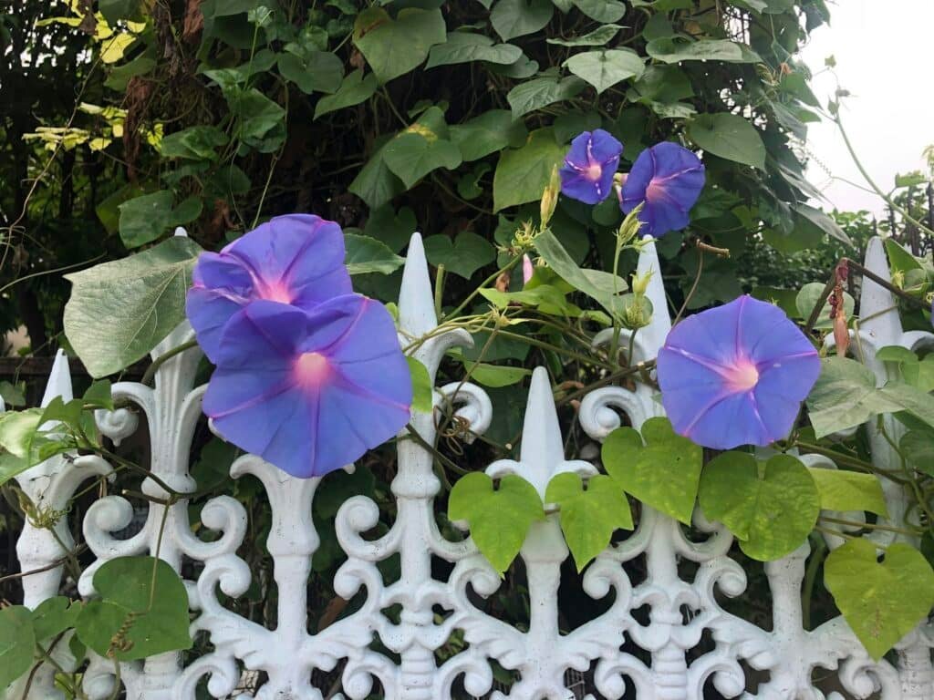 Morning glory flowers at home