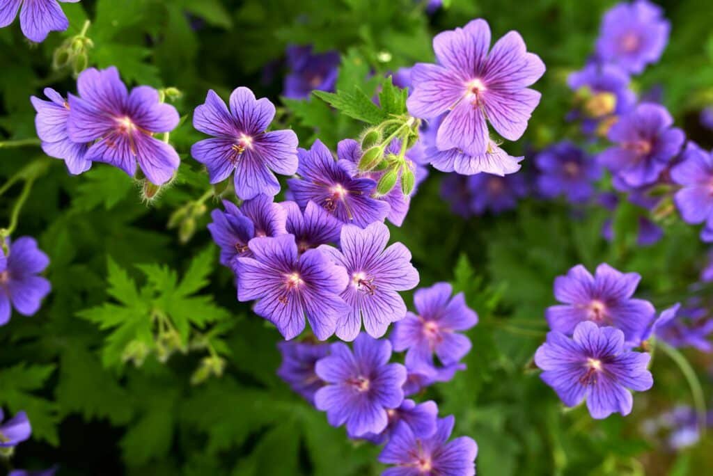 Morning Glory in bloom