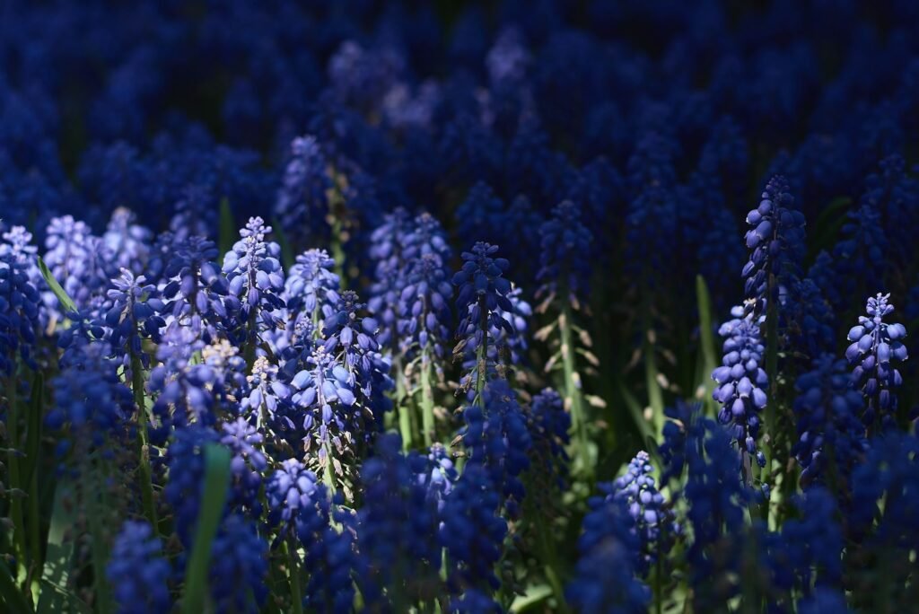 Muscari flower or Grape Hyacinth