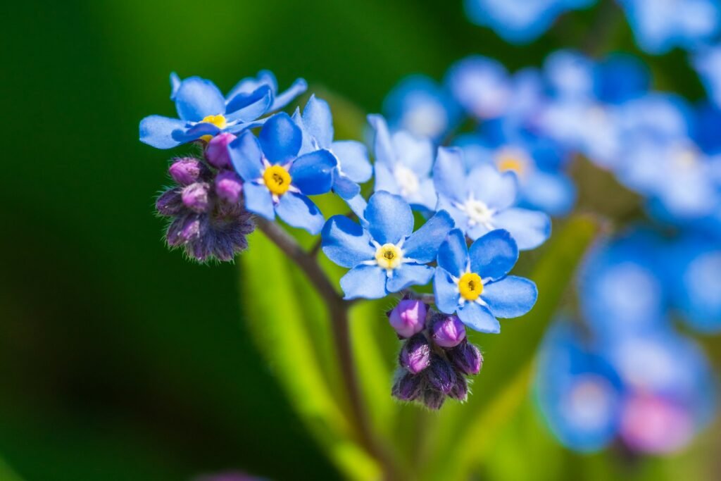 Myosotis alpestris or Alpine forget me not flowers flowers