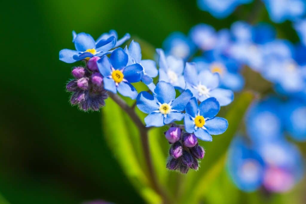 Forget-Me-Nots: Petite Blooms with Big Impact These tiny blooms form a delicate, carpet-like ground cover with charming sky-blue flowers, ideal for edging pathways or filling garden nooks.