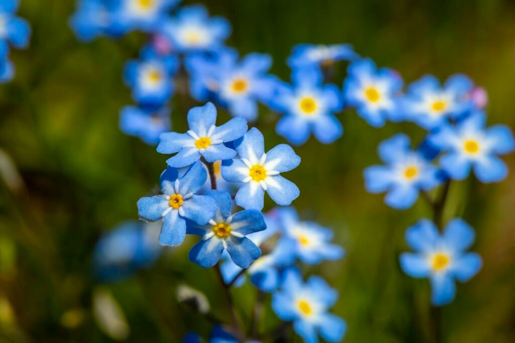 Myosotis scorpioides true or water forget-me-not