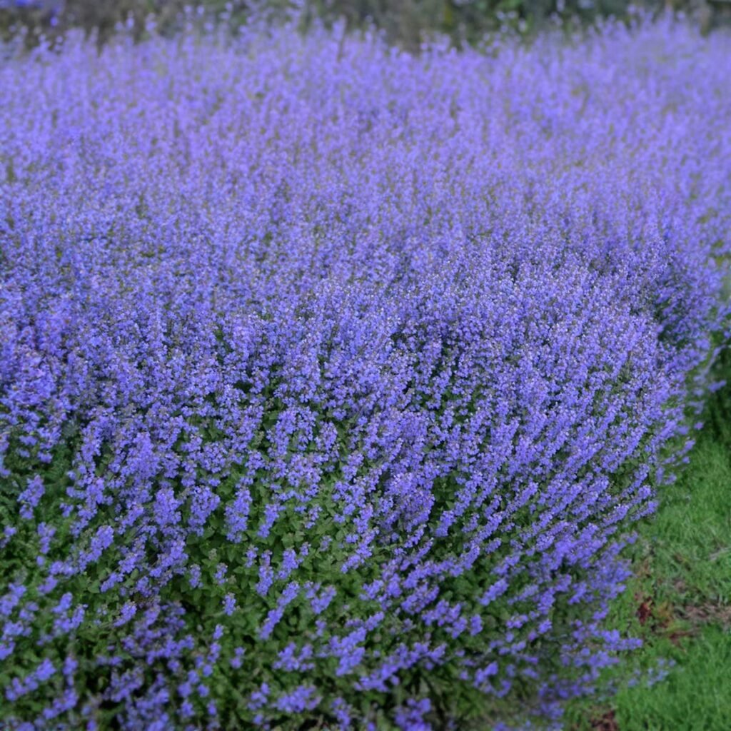 nepeta faassenii purrsian blue 02Catmint