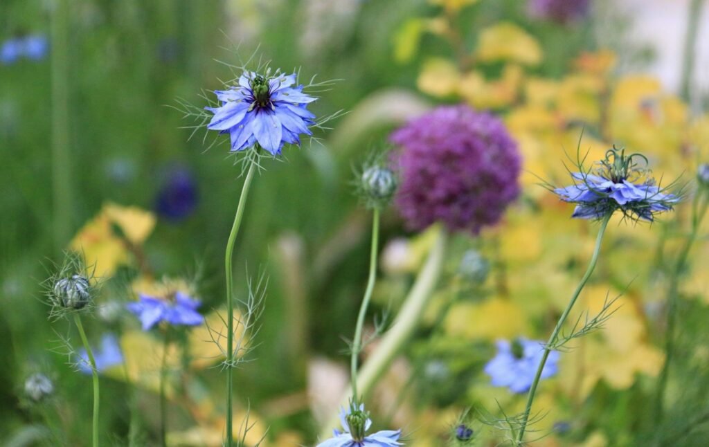 Nigella Miss Jekyll - love in a mist plant blooming at garden