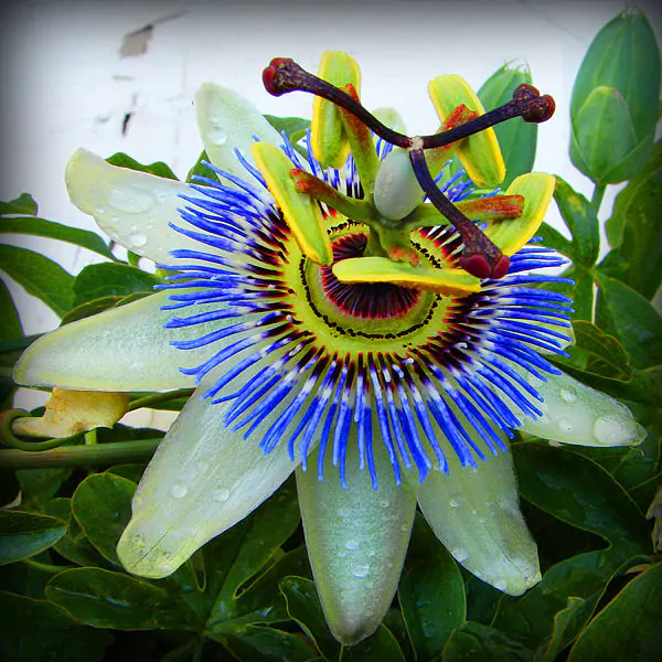 passiflora caerulea 18520 Blue Passionflower