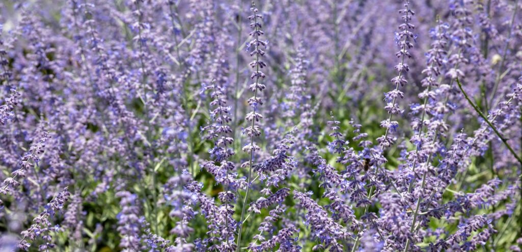 Perovskia Atriplicifolia purple blooming blur background texture. Russian Sage flower sunny day.