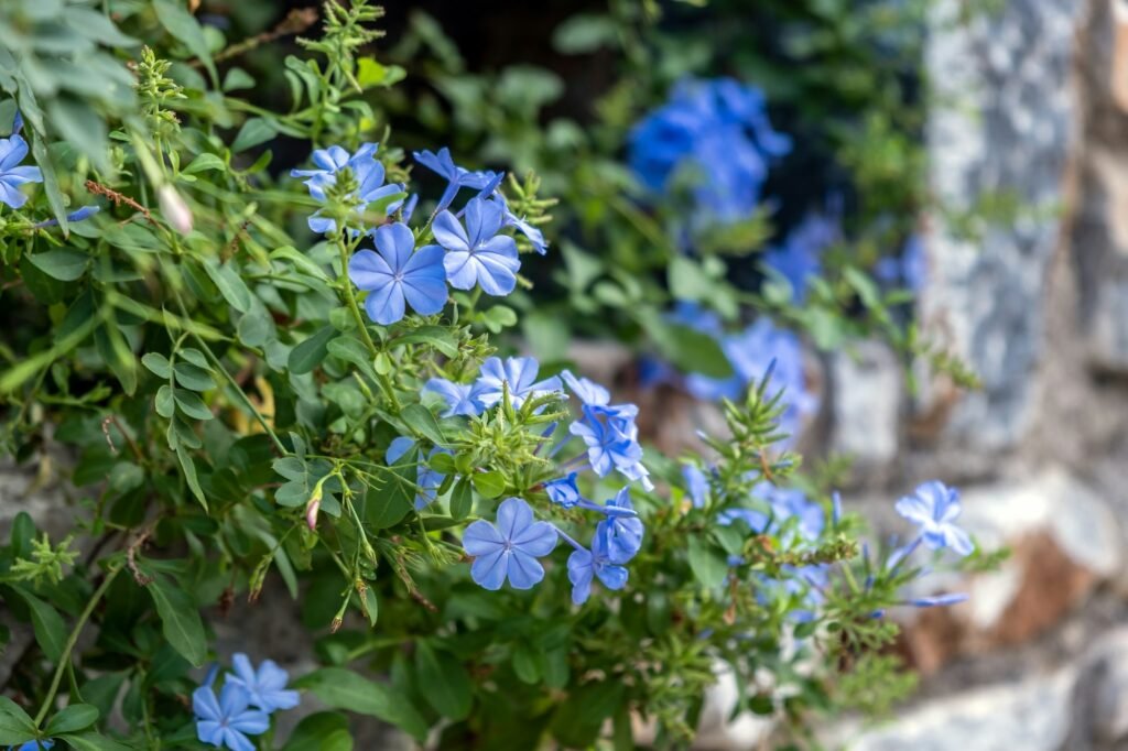 Plumbago Auriculata, Blue or Cape Plumbago or Cape Leadwort creeper blooming evergreen plant.