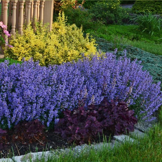 purrsian blue catmint 27989909635114 x560.progressive Catmint