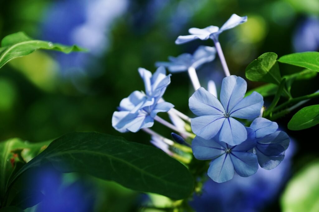 Selective focus shot of lobelias on the stem