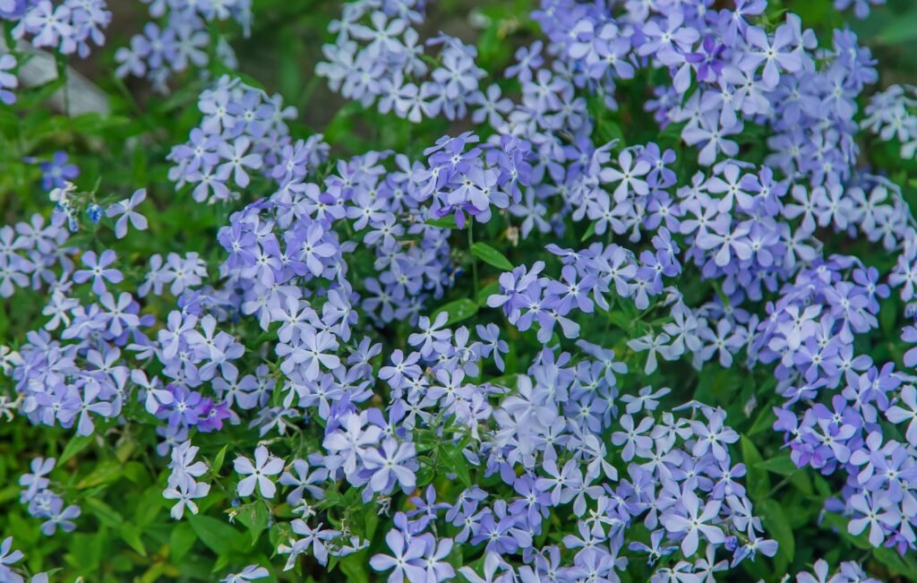 Small blue flowers bloom. Selective focus.