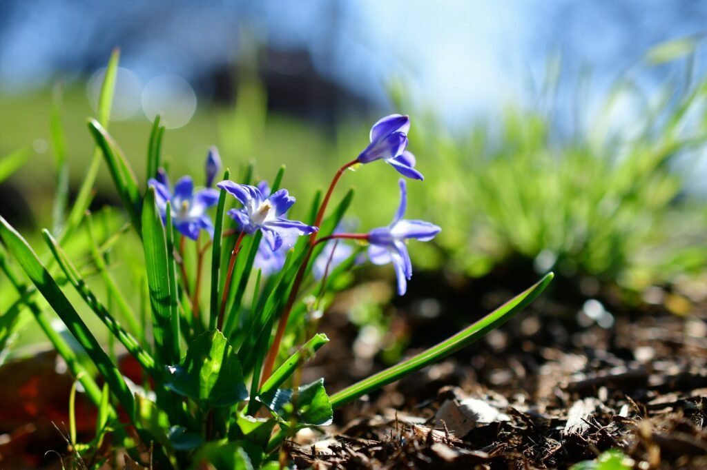 Small blue flowers (possibly blue-eyed grass) in the early morning sunlight