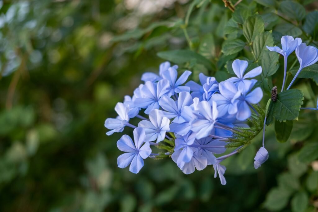 Spring flower concept. Lobelia erinus, edging, garden or trailing light blue color flowering plant.