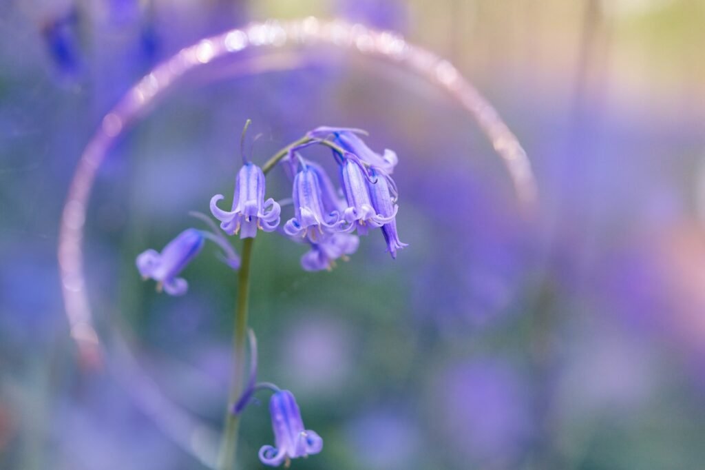 Top 10 Blue Flowers to Plant This Spring Wild bluebells close up, blooming in a spring forest, sunset. Hallerbos, Belgium.