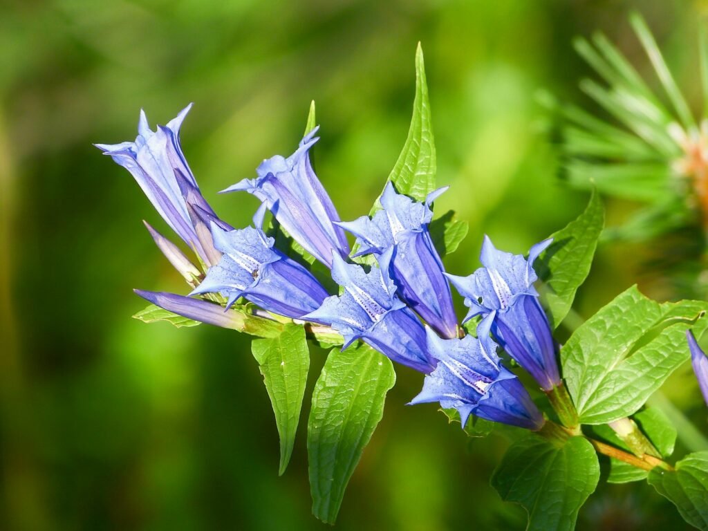 Willow Gentian flowers in mountains .